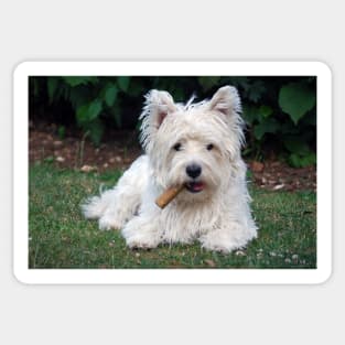 Westie Sticker